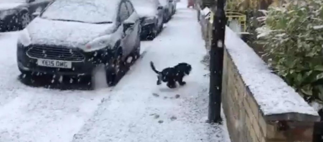 Η απίθανη αντίδραση ενός σκύλου που βγαίνει στο χιόνι για πρώτη φορά (βίντεο)